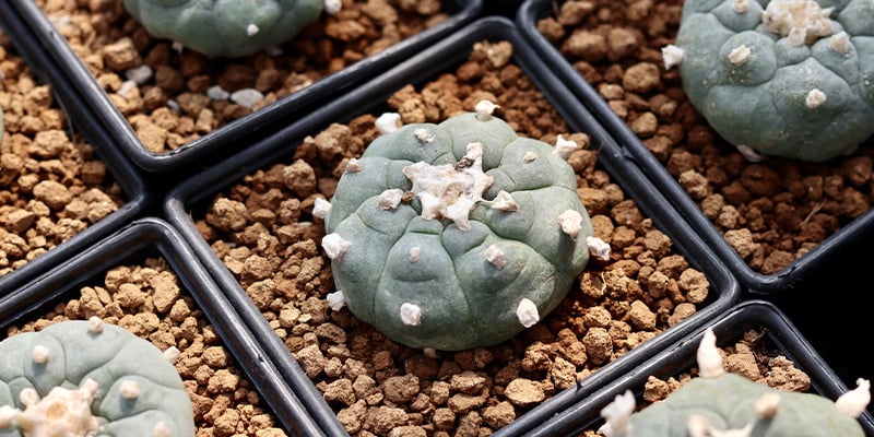 Bevat Lophophora decipiens meer mescaline dan L. williamsii?