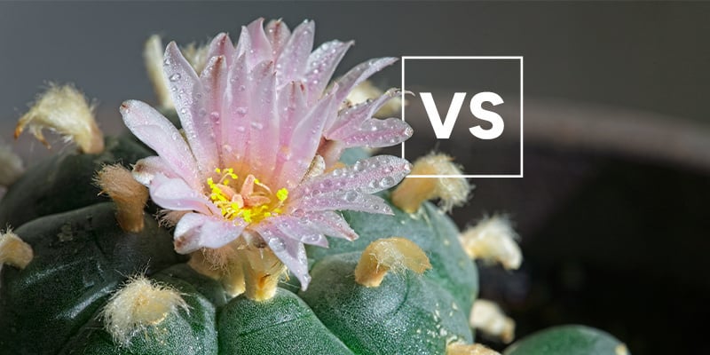 Lophophora decipiens versus andere peyotes