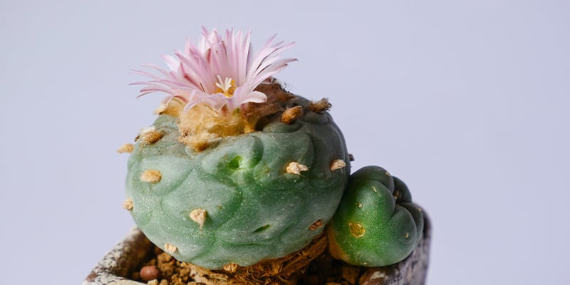 Is het legaal om Lophophora decipiens te kweken?