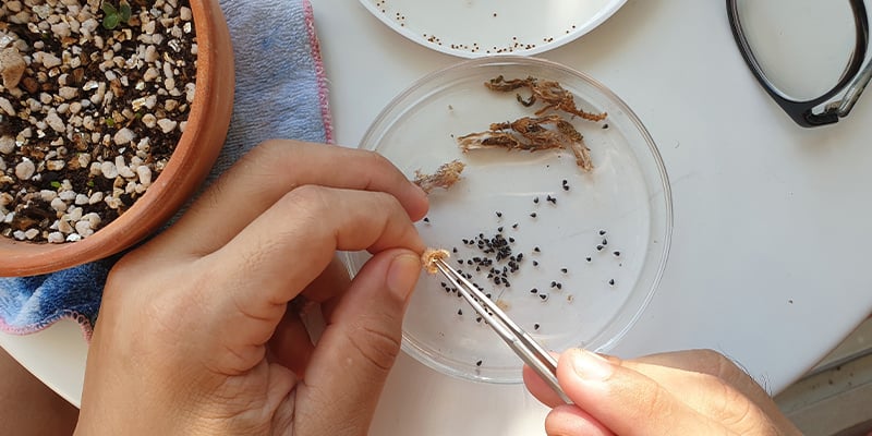 Veelgestelde vragen over Lophophora decipiens
