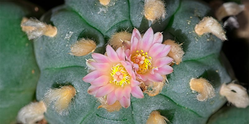 Wat is Lophophora decipiens?
