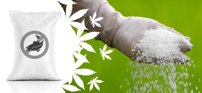 Het Kweken Van Veganistische Cannabis Het Kweken Van Veganistische Cannabis