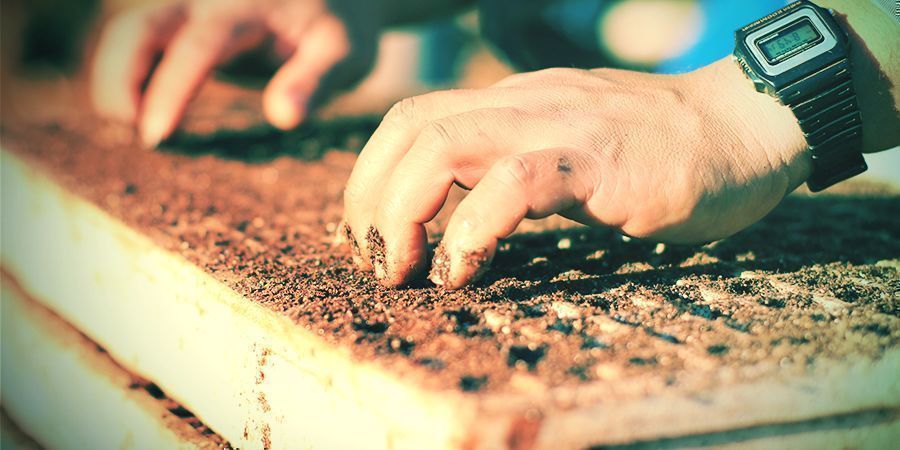 Het Planten En Verpotten Van Tabak