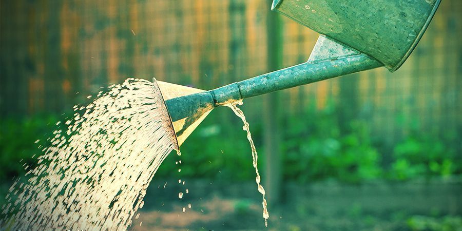 Geef De Juiste Meststoffen En Hoeveelheden Water