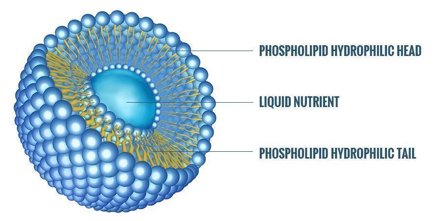 WHAT IS A LIPOSOME?