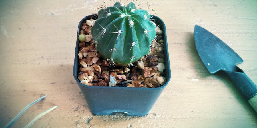 Instructies Kweken Cactus