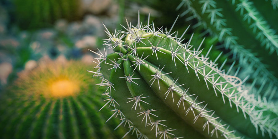 WAT IS DE SAN PEDRO CACTUS?