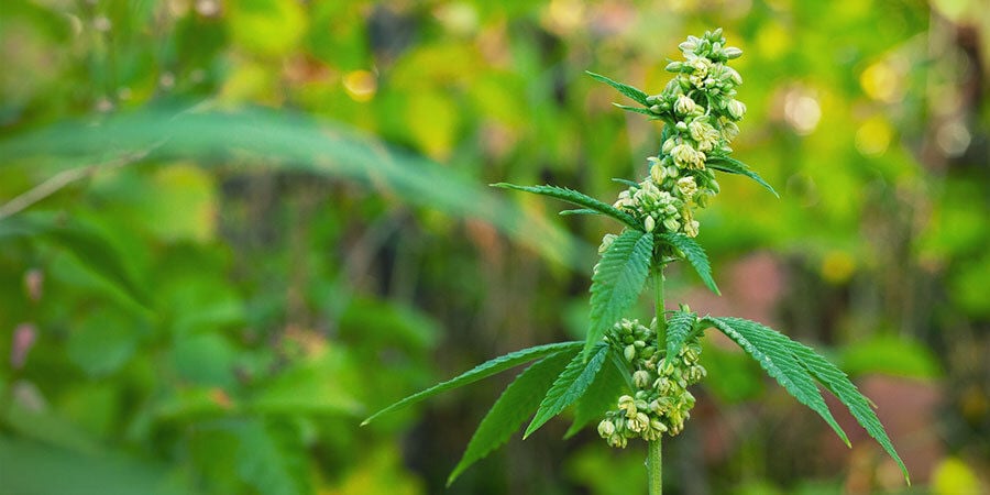 Mannelijke wietplanten bevruchten vrouwelijke planten