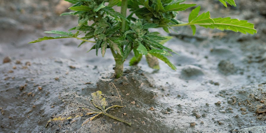 Problemen Tijdens De Bloei Van Wiet: de bodem opfrissen