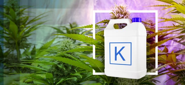 K Is For Kalium (Potassium)