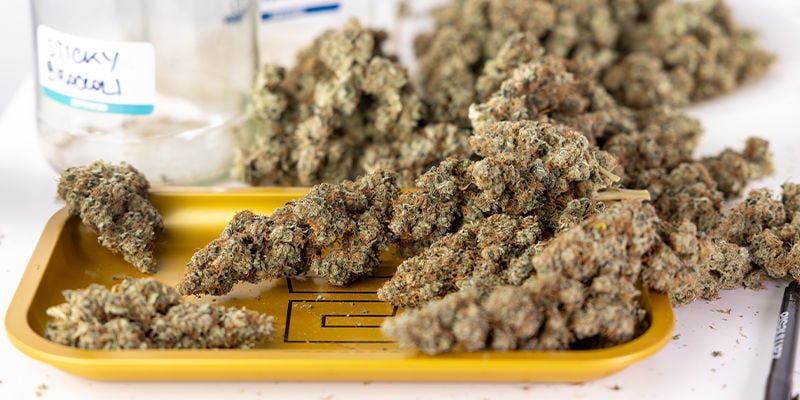 Het voordeel van autoflowers: grote opbrengsten, topkwaliteit en eenvoud