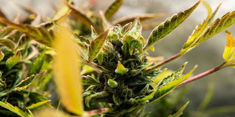 Wat is een autoflower?