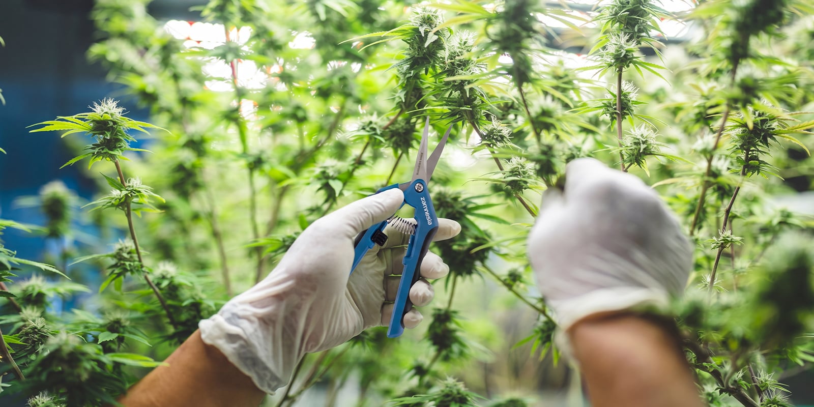 Laatste gedachten over high-yield autoflowers Laatste gedachten over high-yield autoflowers