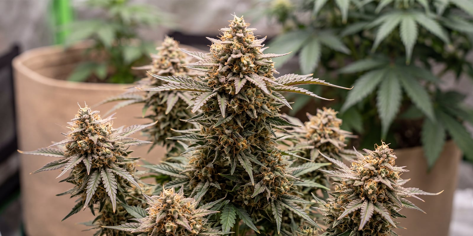 Membrana Hiper Autoflowering (VIP Seeds) Membrana Hiper Autoflowering (VIP Seeds)