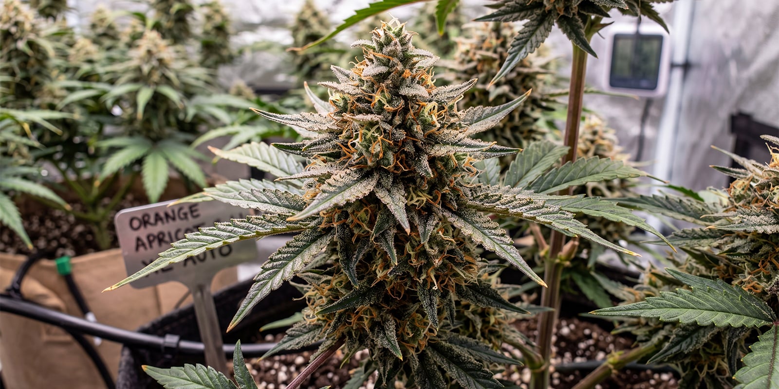 Orange Apricot Glue XL Auto (Seed Seeds) Orange Apricot Glue XL Auto (Seed Seeds)