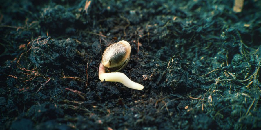 Germinating Stage Cannabis Seeds