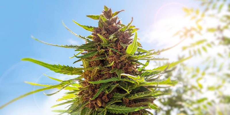 Bruce Banner