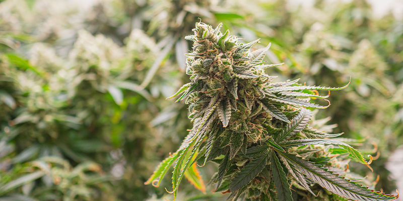 Wat is hybride cannabis?