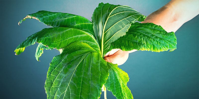 DE VERSCHILLENDE MANIEREN VOOR HET DROGEN VAN SALVIA DIVINORUM