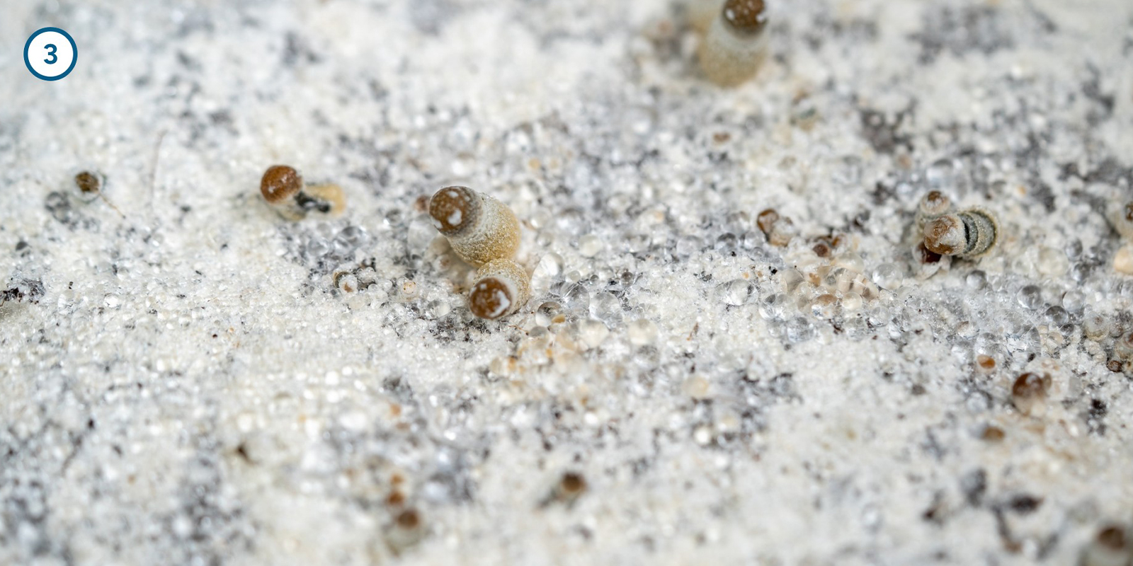 Magisch mycelium thuis kweken