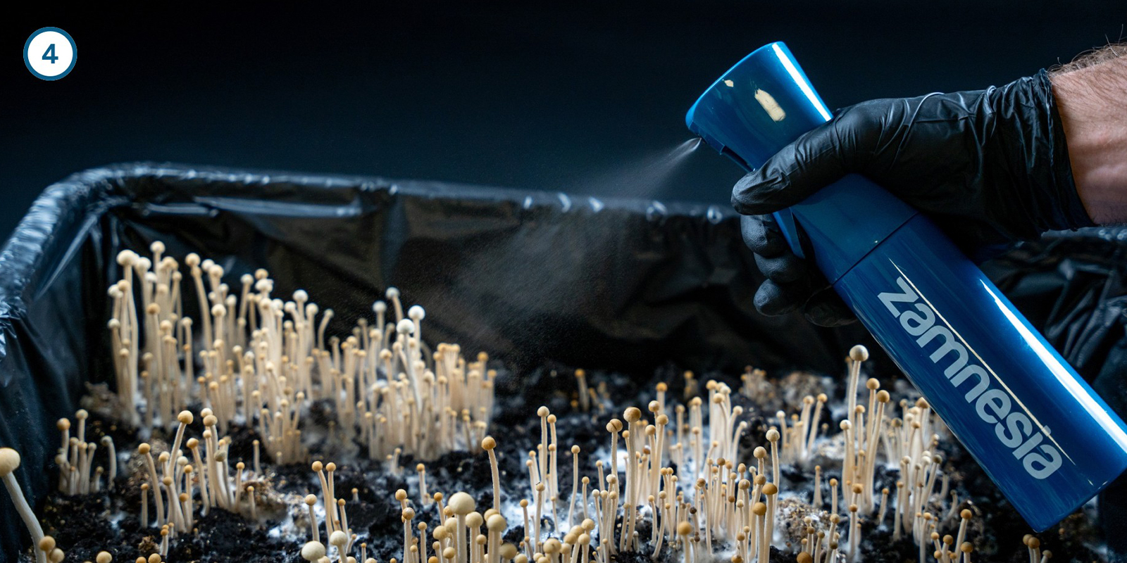 Magisch mycelium thuis kweken