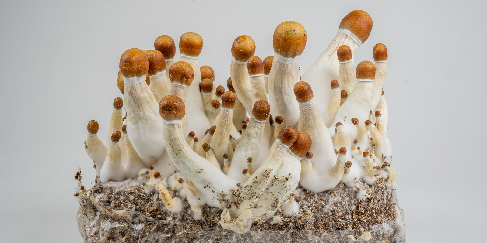 Van mycelium tot magische paddenstoelen: jouw volgende stappen Van mycelium tot magische paddenstoelen: jouw volgende stappen