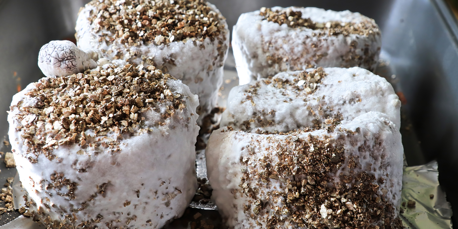 Is mycelium veilig? Kun je het eten? Is mycelium veilig? Kun je het eten?