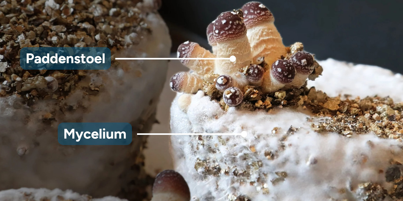 Mycelium vs paddenstoel: wat is het verschil?
