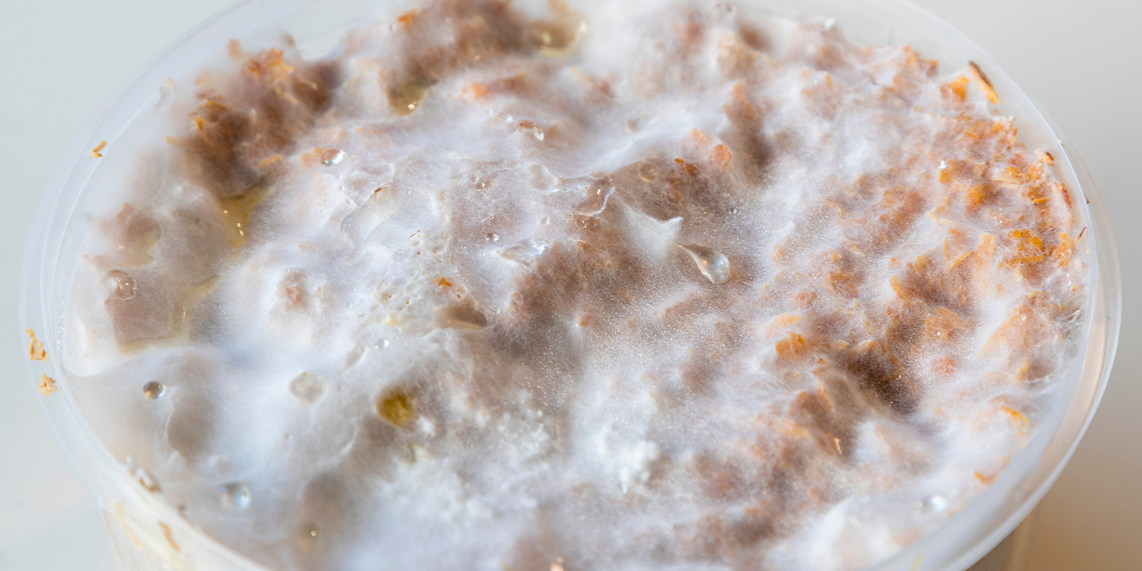 De basis: wat is mycelium precies? De basis: wat is mycelium precies?