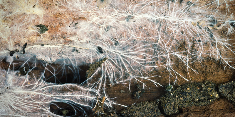 Strengvormig Mycelium, Ofwel Rizomorf