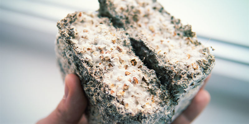 Wat Is Mycelium?