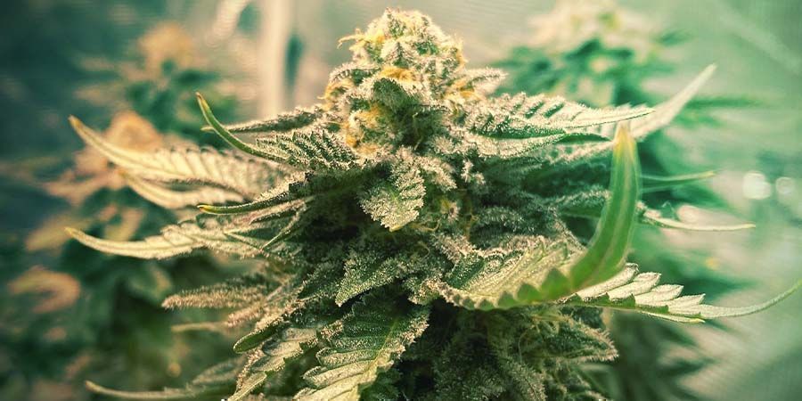 Zamnesia Girl Scout Cookies – Genetica En Groeikenmerken