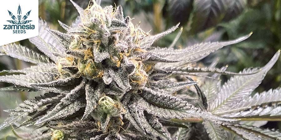 Apple Fritter Automatic (Zamnesia Seeds)