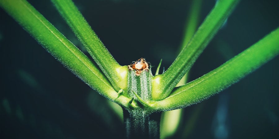 FIMMEN van cannabis planten