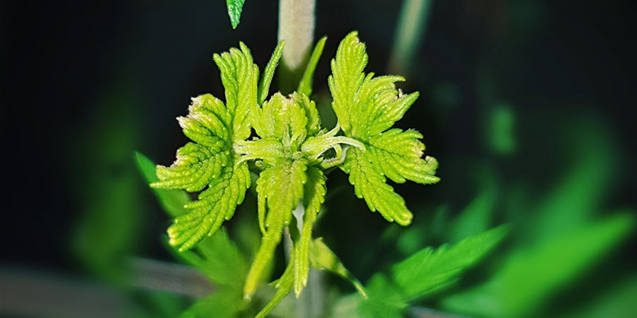 FIMMEN van cannabis planten