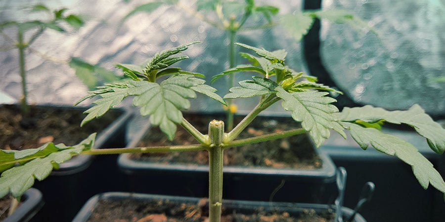 Toppen Van Cannabis Planten