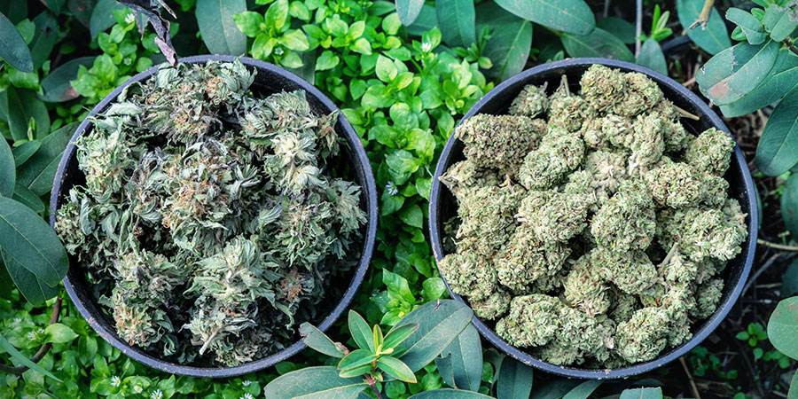 Nat Versus Droog Snoeien Cannabis