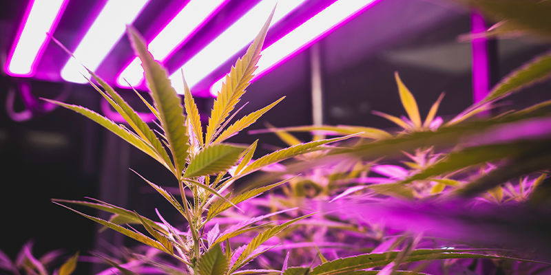 Tips voor het binnen kweken van wiet: verlichting, ventilatie en meer