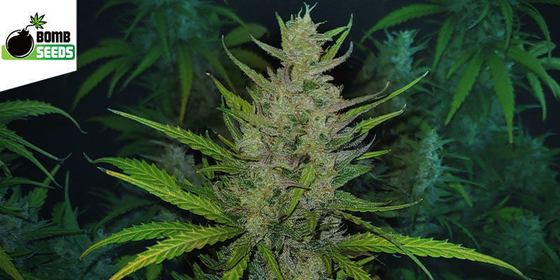 THC Bomb (Bomb Seeds) feminized