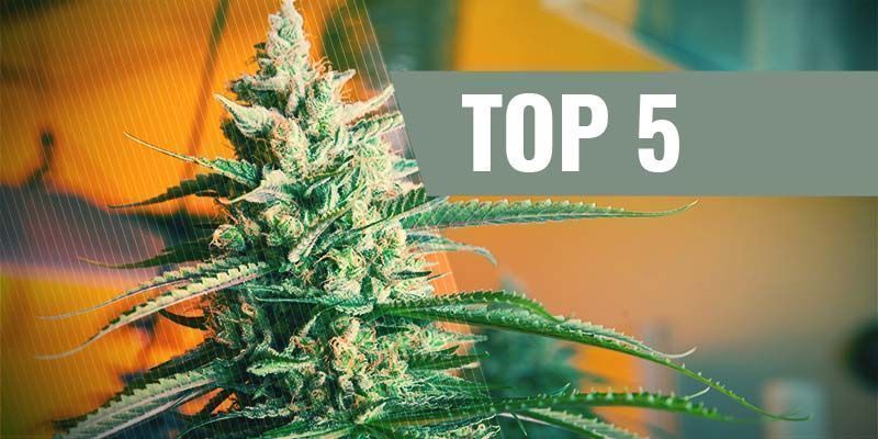 De 5 Beste Autoflowering Cannabiszaden Voor Binnen