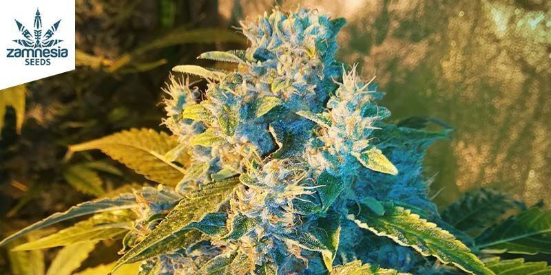 White Widow Automatic (Zamnesia Seeds) feminized