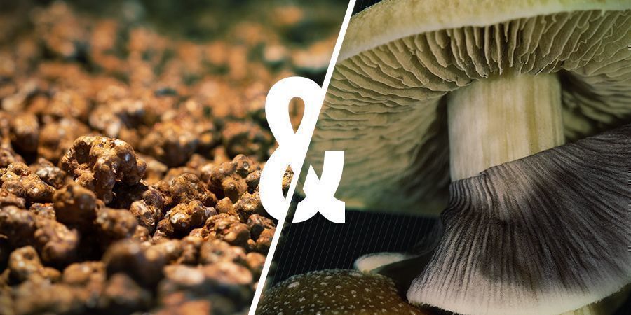 Magic Mushrooms Vs Magic Truffles: Wat zijn de overeenkomsten?