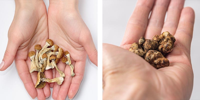 Een kort overzicht van magic truffles en paddo's