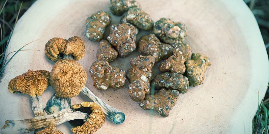 Magic Mushrooms Vs Magic Truffles: Welke Moet Ik Nemen?