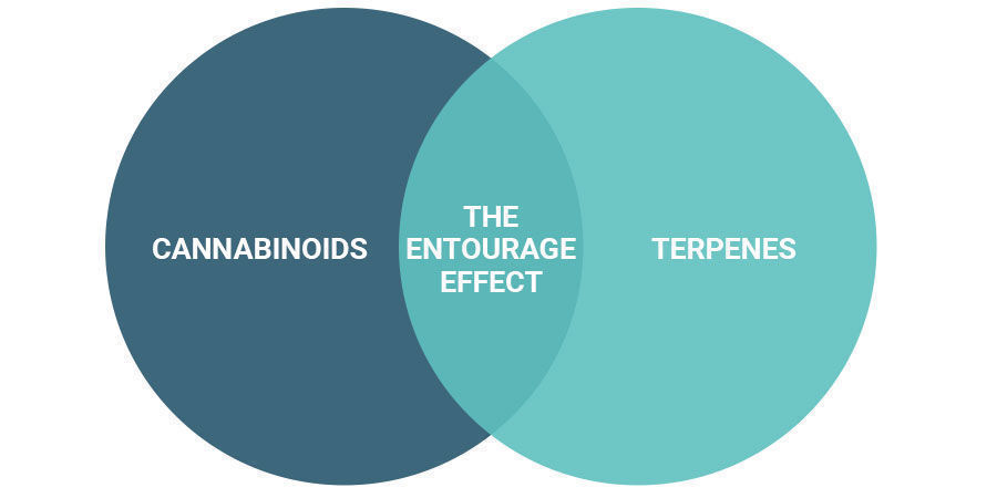 Word je high van het entourage effect?