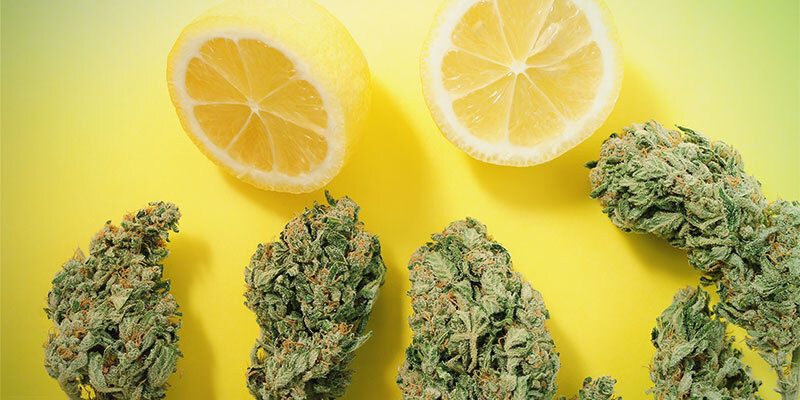 Entourage effect en terpenen