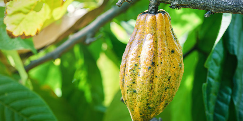 CANNABIS EN CACAO: TWEE VAN DE OUDSTE GEWASSEN VAN DE SAMENLEVING