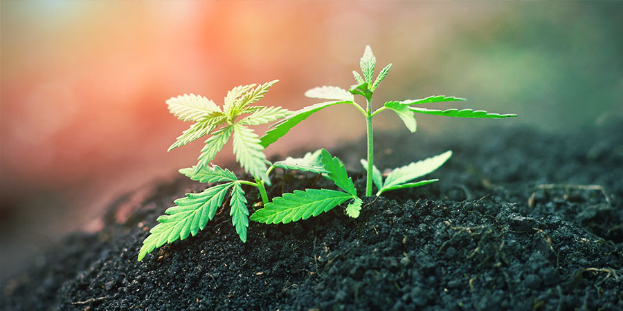 Gerecyclede Biologische Levende Grond (ROLS) - Cannabis