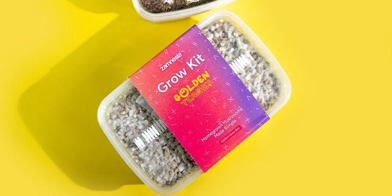 Fresh Mushrooms Growkit 'Golden Teacher'