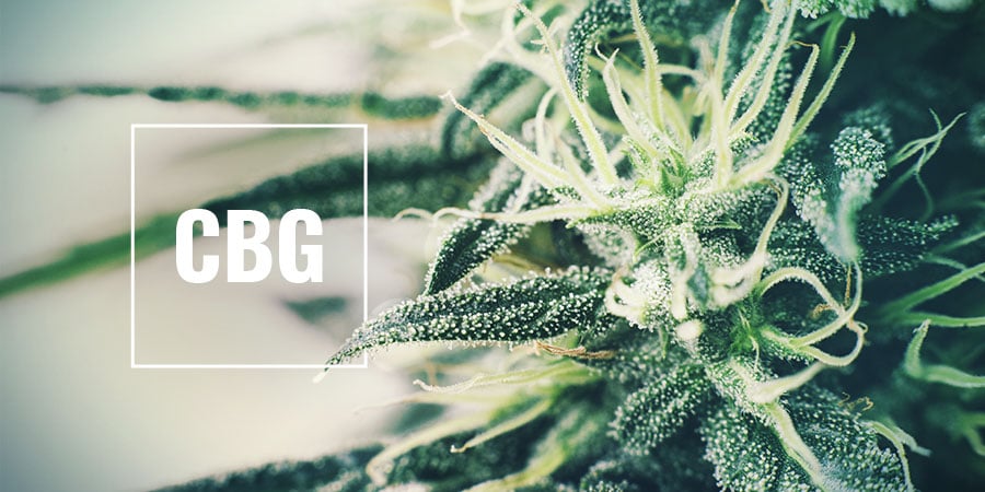 Strains Met Een Hoog CBG-gehalte